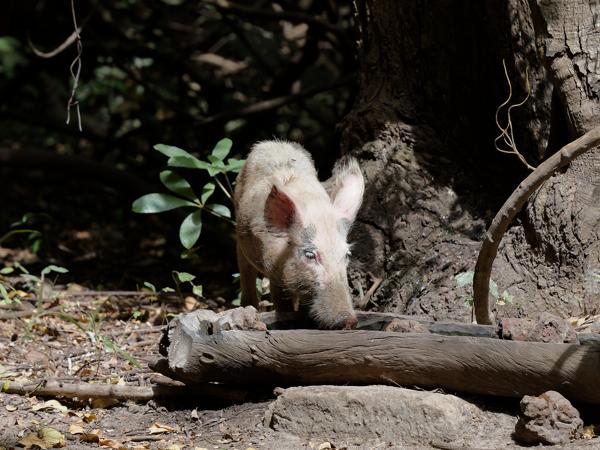 <h3><a href="/trips/gambia/biota/animalia/chordata/mammalia/artiodactyla/suidae/sus domesticus/sus domesticus-nl.html">Sus&nbsp;domesticus</a> / Wild&nbsp;boar / Wild&nbsp;zwijn</h3>OM-1 Mark II met OLYMPUS M.150-400mm F4.5, 1/2000 sec  bij F4.5, ISO 1600, afstand 11.6&nbsp;m
